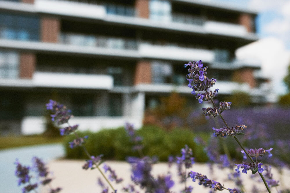 מה זה מס רכישה?